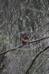 Sciurus vulgaris