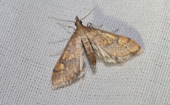 Choristostigma elegantalis
