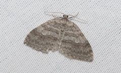 Venusia duodecemlineata