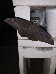 Ascalapha odorata