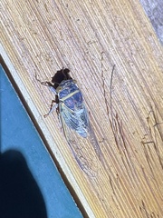 Diceroprocta cinctifera