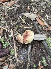 Amoenoboletus weberi