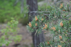 Pinus sylvestris