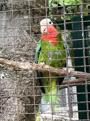 Amazona leucocephala