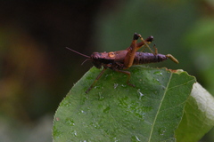 Melanoplus viridipes