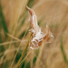 Trichophorum alpinum