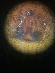 Alopecosa pulverulenta