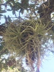 Tillandsia arroyoensis