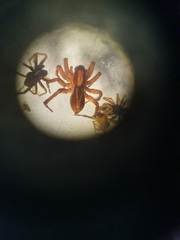 Alopecosa pulverulenta