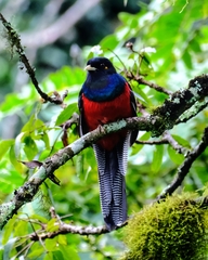 Apaloderma vittatum