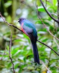 Apaloderma vittatum