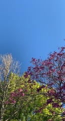 Handroanthus heptaphyllus