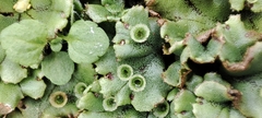 Marchantia