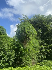 Epipremnum aureum