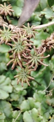 Marchantia