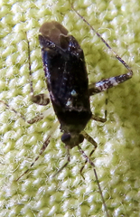 Catonia nava