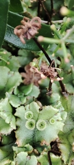 Marchantia