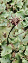 Marchantia