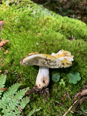 Russula ochroleucoides