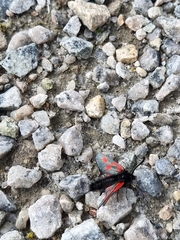 Zygaena exulans