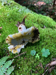 Russula ochroleucoides