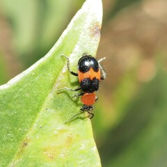 Dicranolaius cinctus