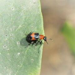 Dicranolaius cinctus