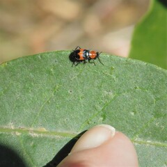 Dicranolaius cinctus