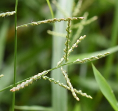 Urochloa reptans