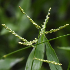 Urochloa reptans
