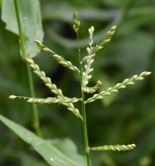 Urochloa reptans