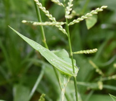 Urochloa reptans