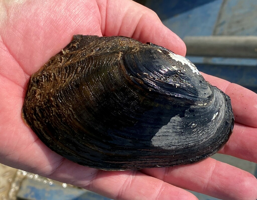 Bleufer from Alabama River, ARM 63.5, Monroe County, AL, USA on August ...