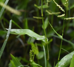 Urochloa reptans
