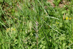 Leptotes pirithous