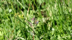 Leptotes pirithous