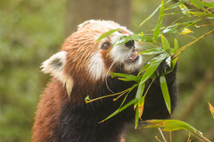 Ailurus fulgens
