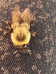 Bombus impatiens