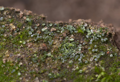 Botrydium granulatum