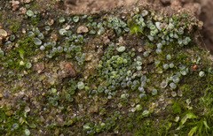Botrydium granulatum