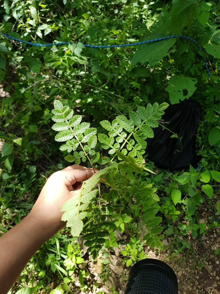 Bursera diversifolia