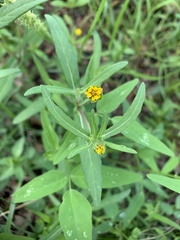 Melampodium strigosum