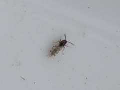 Heterogaster urticae