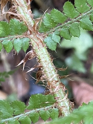 soft shield fern