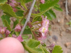 Bridgesia incisifolia
