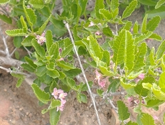 Bridgesia incisifolia