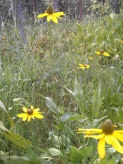 Rudbeckia californica