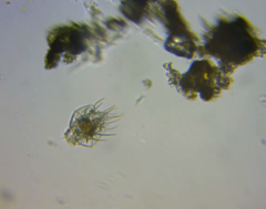 Macrochaetus