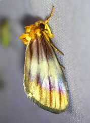 Eulithosia plesioglauca