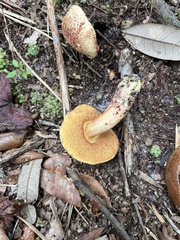 Amoenoboletus weberi